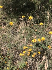Pultenaea gunnii