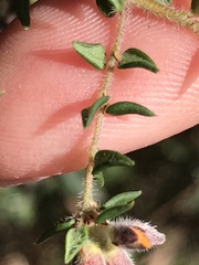 Pultenaea gunnii
