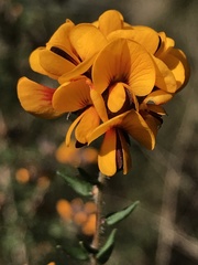 Pultenaea gunnii