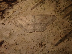Cyclophora albipunctata