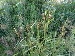 Scirpus atrovirens