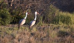 Bugeranus carunculatus