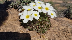 Oxalis annae