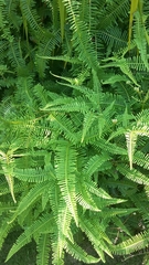 Dicranopteris pedata