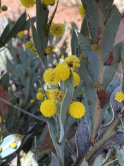 Acacia glaucocarpa