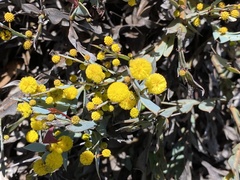 Acacia glaucocarpa