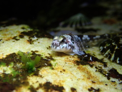 Lepidoblennius haplodactylus