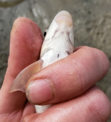 Catostomus macrocheilus