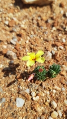 Oxalis crocea