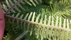 Dicranopteris pedata