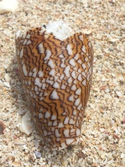 Conus textile