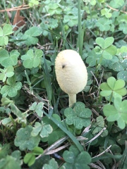 Leucocoprinus birnbaumii