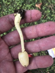 Leucocoprinus birnbaumii