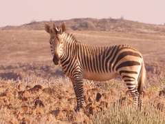 Equus zebra hartmannae