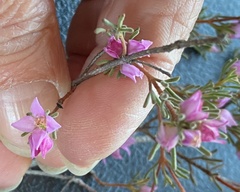 Boronia inornata