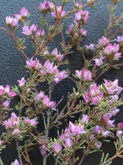 Boronia inornata