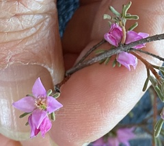 Boronia inornata