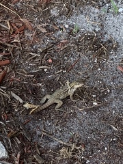 Leiocephalus carinatus