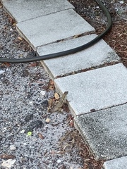 Leiocephalus carinatus