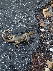 Leiocephalus carinatus