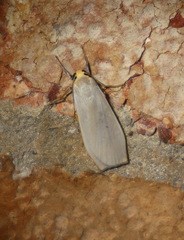 Hesychopa chionora