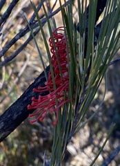 Grevillea hookeriana