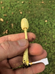 Leucocoprinus birnbaumii