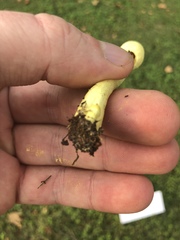 Leucocoprinus birnbaumii