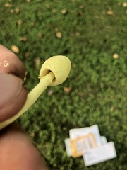 Leucocoprinus birnbaumii