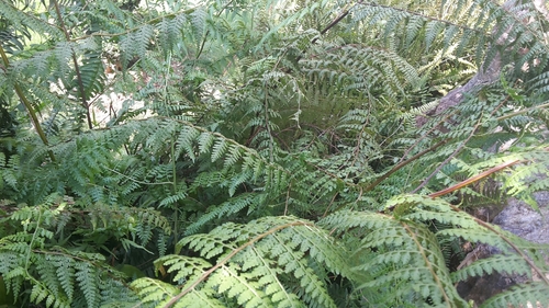Image of Scaly-Fern (Microlepia hancei) by (c) naturewatchwidow, some rights reserved (CC BY)