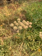 Angelica capitellata