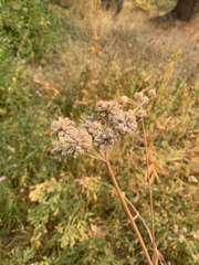 Angelica capitellata