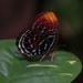 Paralaxita orphna laocoon - Photo (c) Andrew Stockwell, algunos derechos reservados (CC BY-NC), subido por Andrew Stockwell