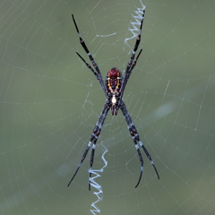 Argiope radon