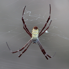 Argiope radon