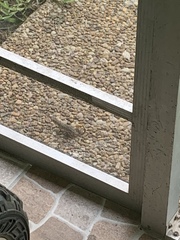 Leiocephalus carinatus