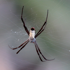 Argiope radon