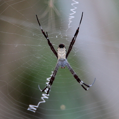 Argiope radon