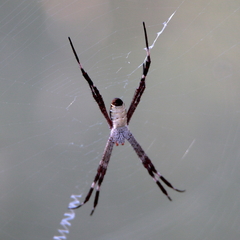 Argiope radon