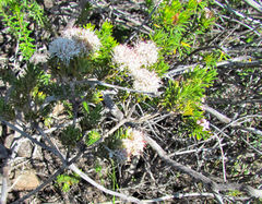 Agathosma gonaquensis