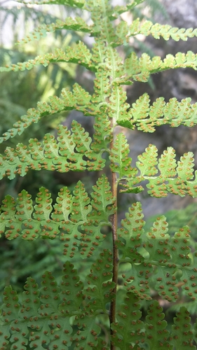Image of Scaly-Fern (Microlepia hancei) by (c) naturewatchwidow, some rights reserved (CC BY)