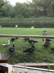 Cairina moschata domestica