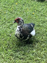 Cairina moschata domestica