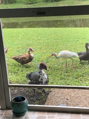 Cairina moschata domestica