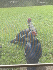 Cairina moschata domestica