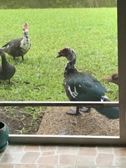 Cairina moschata domestica