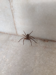 Araneae