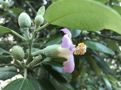 Lagunaria patersonia