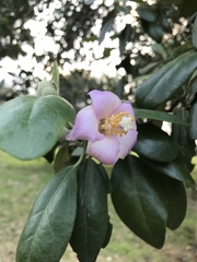 Lagunaria patersonia