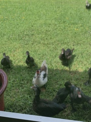 Cairina moschata domestica